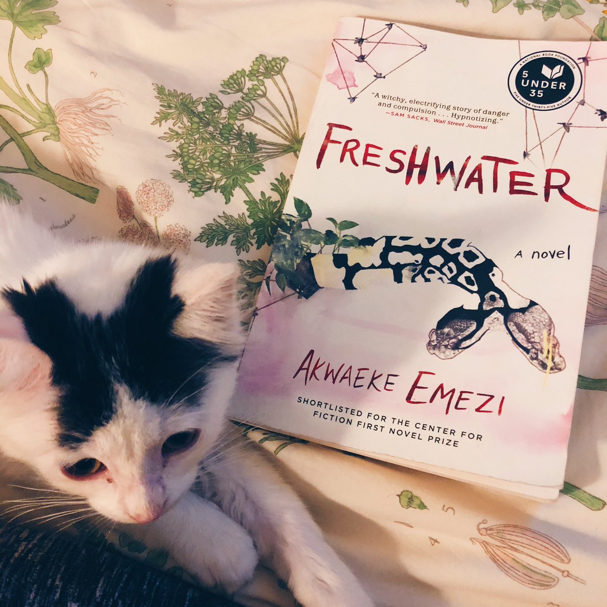 It’s #newepisode day! Listen to our discussion of Akwaeke Emezi’s debut novel, Freshwater! Available wherever you get your #podcasts! 
(Adorable kitten not included.)

#booksquadgoals #bookpisode #instabook #akwaekeemezi #freshwater 

podcasts.apple.com/us/podcast/boo…