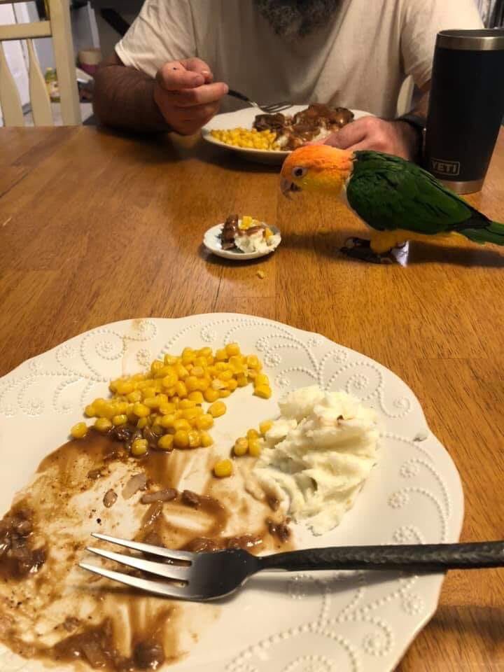 likefatherband's tweet image. fuck it. make the bird a plate