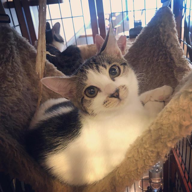 caracatcafe's tweet photo. とめ子の朝
#ハンモック女子
#ひゃっこい朝
#とめ子ちゃん
#里約済
#仔猫 #こねこ #kitten #kitty
#保護猫
#ねこのいる暮らし #ねこのいる生活
#cat #catsofinstagram #instacat #sweetcatshub
#猫 #ねこ #ネコ #猫カフェ #caracatcafe #箕面 #北摂
#ccck127 https://t.co/Dhm6sHlveL