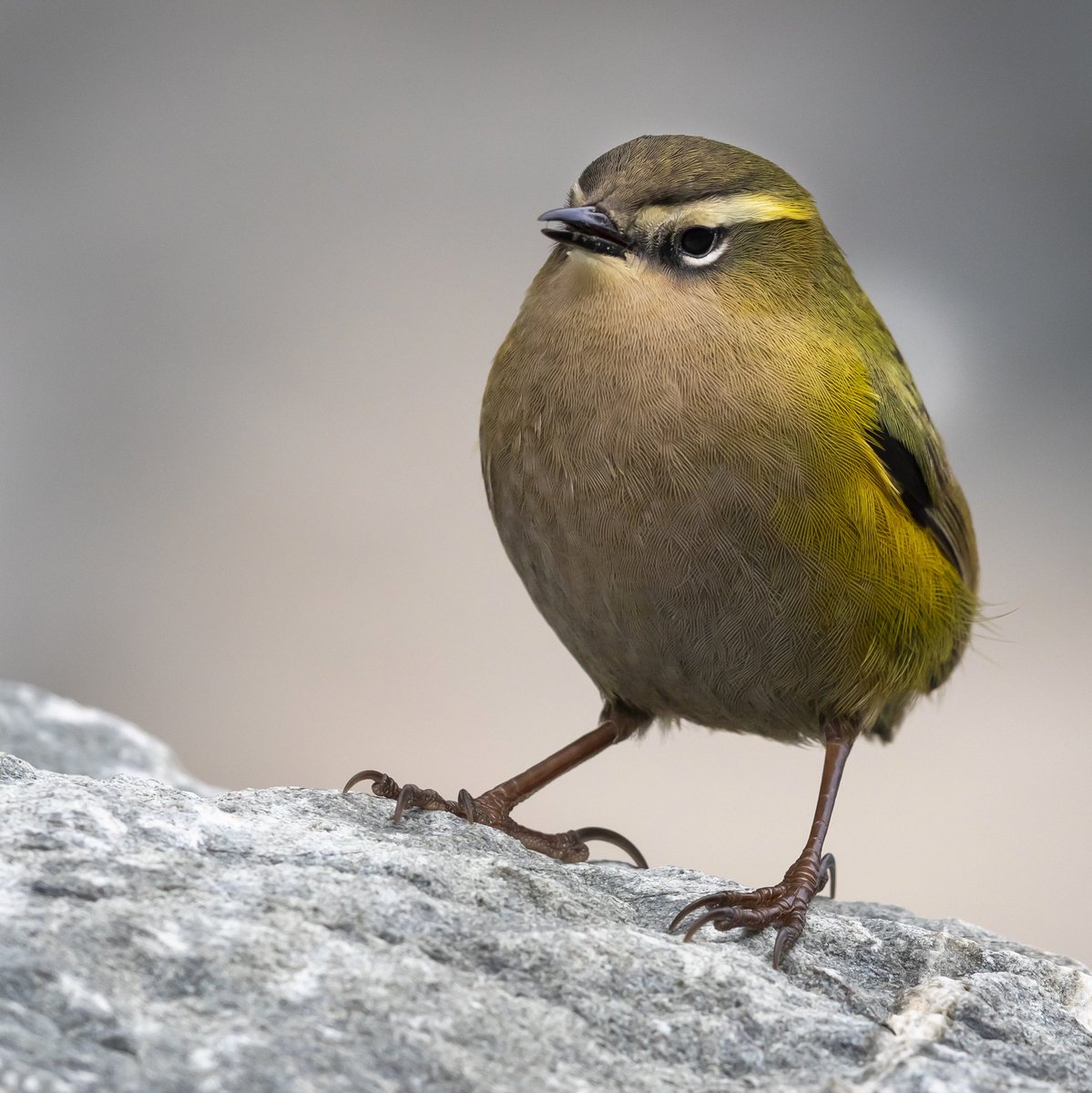 Want to see your masterpiece featured in support of an #underbird? You still have a chance! Submit your entries before 6pm tonight to be in to win an awesome outdoor gear pack! #voterockwren #takedownthechonk
Photo cred: Grant Maslowski
