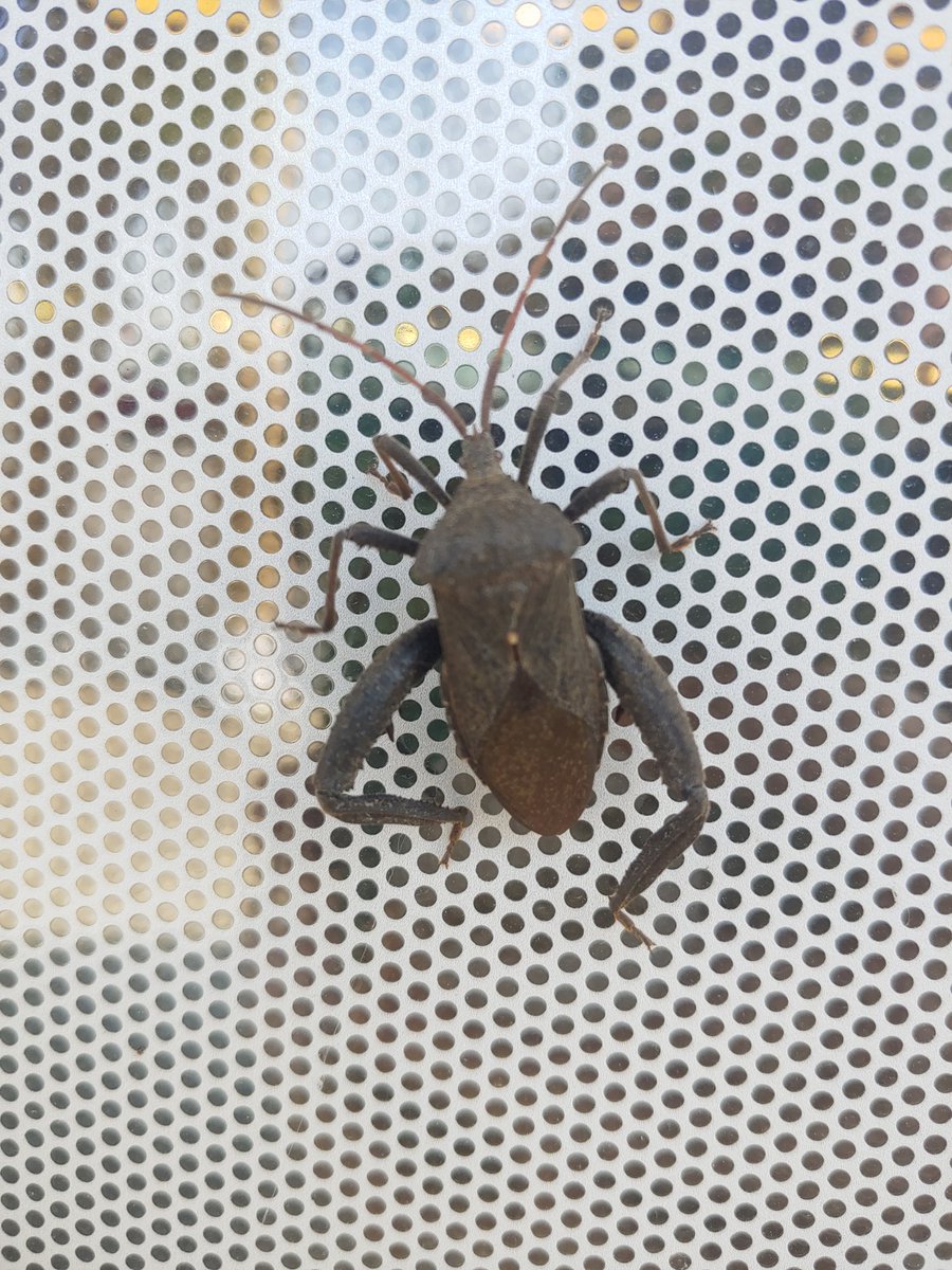 Cool bug on the window