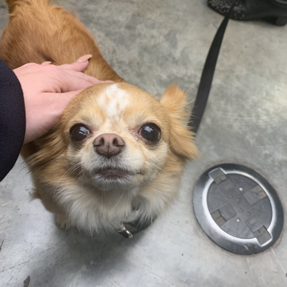 laurenzup's tweet image. Shoutout to Jacqueline in the Williamsburg @Sephora for finding the perfect foundation for me - and also, Lady, me and @Demandora’s new BFF