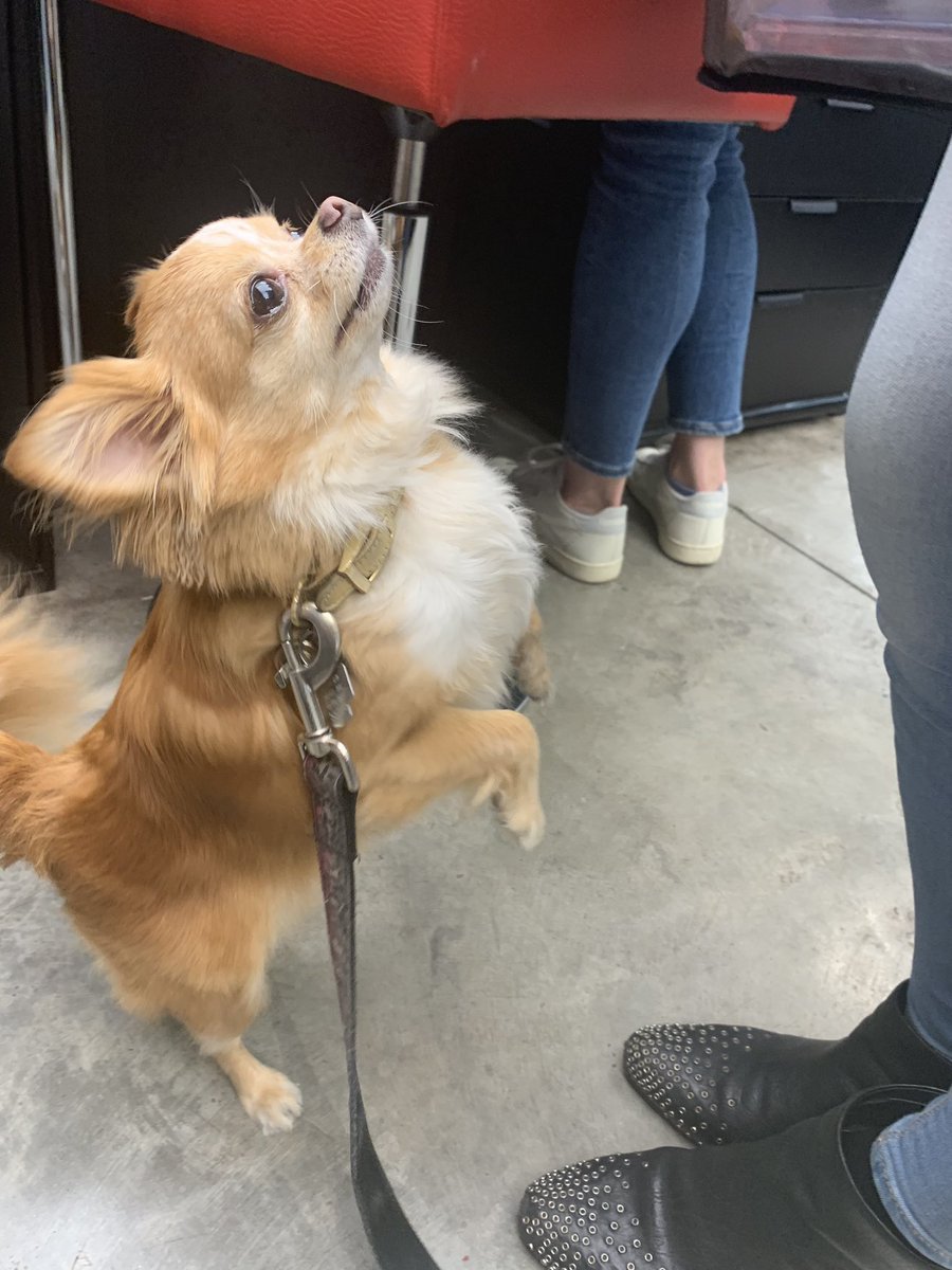 laurenzup's tweet image. Shoutout to Jacqueline in the Williamsburg @Sephora for finding the perfect foundation for me - and also, Lady, me and @Demandora’s new BFF