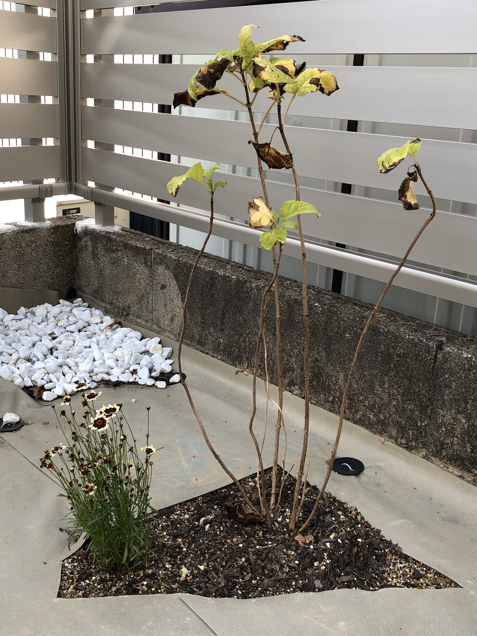 風織 庭いじりメモ アジサイ アナベル 葉を広げ始めました 地際の小さな枝からも新芽が出ています アナベルの木陰を頼りに植えた苗もあるため 一気に茂ってくれそうで頼もしいです T Co P5qqpivqmk Twitter