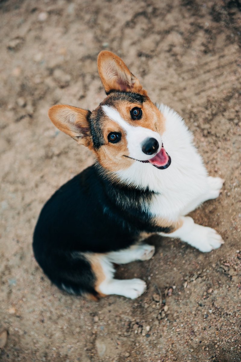 KyndalReitz's tweet photo. If you don’t like corgis....I’m not sure we can be friends. https://t.co/wsJ7eNK8K2