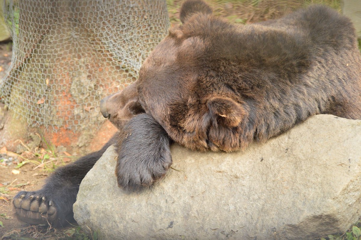 株式会社夢屋 公式 おはようございます くまの人 小学生ぶりにサファリパークに行ってきました 本物のくまさん可愛いですね 岩を枕に寝ていました 動物たちの力強さにパワーをもらえた気がします 今週もよろしくお願いします