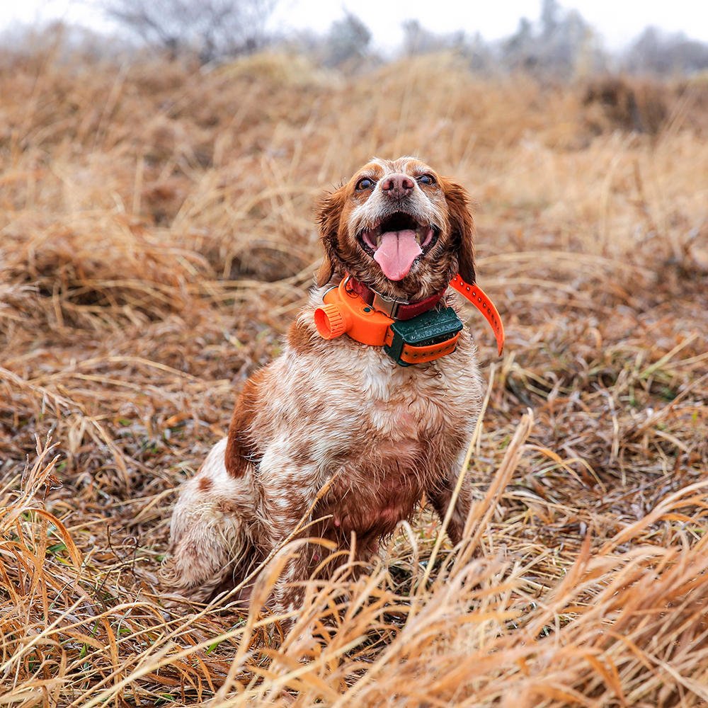 NEGameandParks's tweet photo. The Dogs of Fall! 🍂🍁 https://t.co/YJUHSIuub9