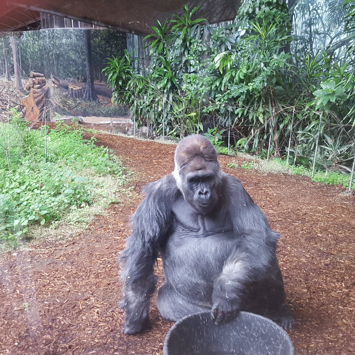 Had a great day at the Toronto Zoo today studying primates.