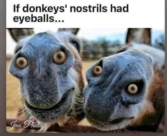 Good thing donkey's don't!