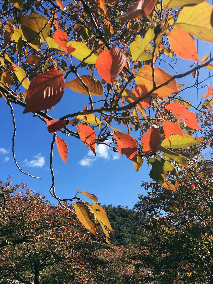 kyotochidoriya's tweet photo. 哲学の道もだんだんと色づいて参りました🍂
今週はお散歩日和のお天気が続きそうですね☀️
散策の途中にぜひ京都ちどりやへもお立ち寄りください。
#kyoto #kyotochidoriya #chidoriya #japan #autumn #organiccosmetics #Thepathofphilosophy #autumnleaves #紅葉 #哲学の道 #オーガニックコスメ https://t.co/PqI6aovfZM