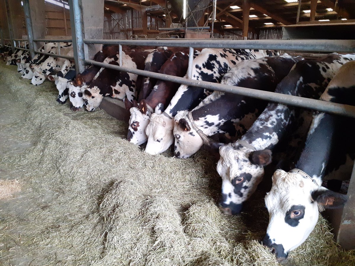 EllaAnu's tweet image. Normandian cows, cheese and sider/cows and apple trees on the same pastures. Talking about french grasses abd farm management with a inspired group of finnish discussion group members #Normandia #bestpractises #discussiongroups #studytrip @ProAgria