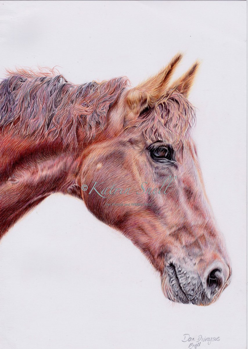 Just thought I would share my latest horse portrait with you all. #Horses #horse #horseportrait