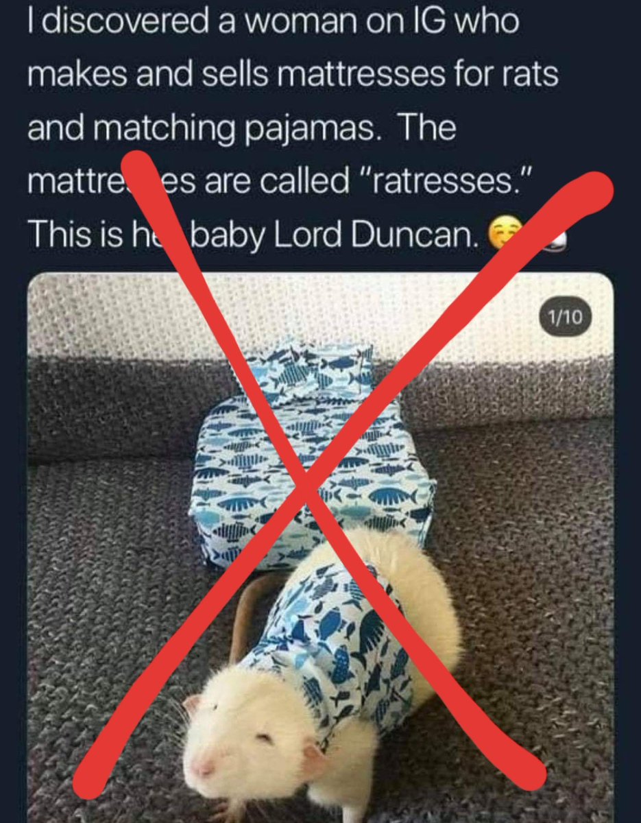 It appears that Lord Duncan the rat is doing the rounds again on social media with his owners 'cute' mattresses and clothes. Please stop sharing the photos and stories - let me tell you why;