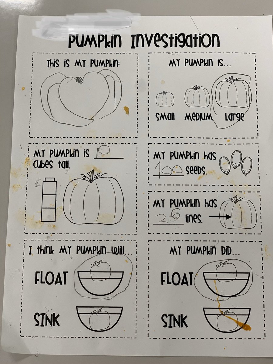 Kinder Pumpkin Investigation for letter “Pp” week <a href="/MViTElementary/">Mountain View</a> #scientificinquiry #Kinderstem #collaboration