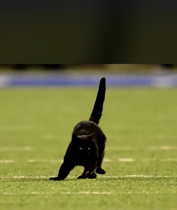 This cat just signed a three year deal with the <a href="/realXFLfootball/">XFL 🏉</a>  good news is after one year it will apear on Monday night raw as part of the rejuvenation of the NWA