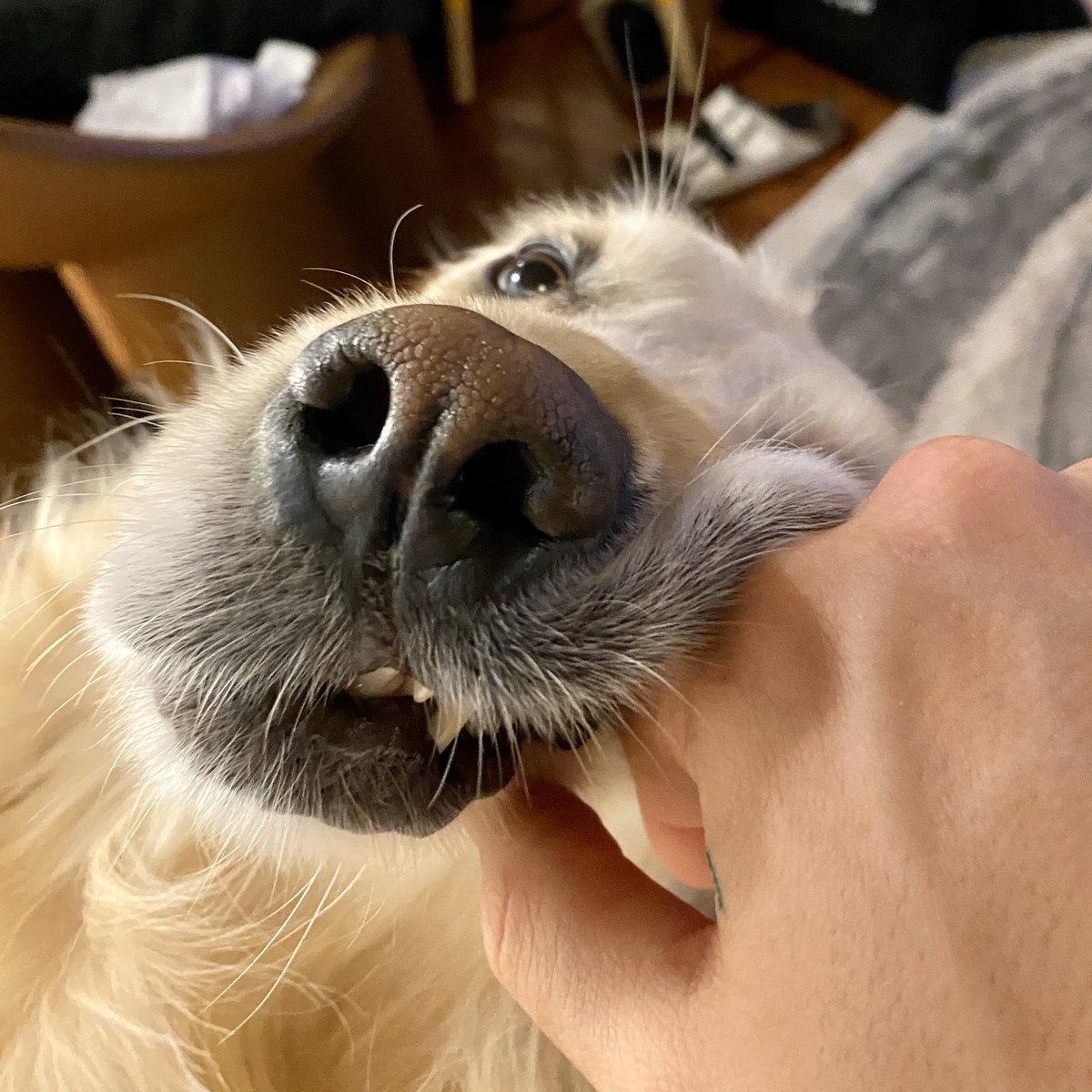 markiplier's tweet image. Chica sometimes rests her face on my hand. She’s perfectly normal I swear.