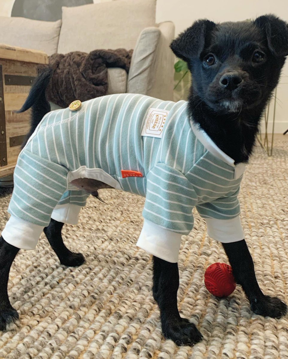 lily_marston's tweet photo. the goodest boy in his pjs https://t.co/UOtj49YmLx
