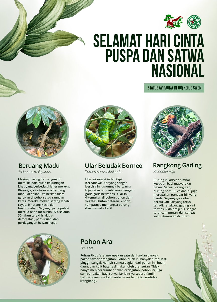 Bos Foundation On Twitter Let S Work Together To Saveorangutans