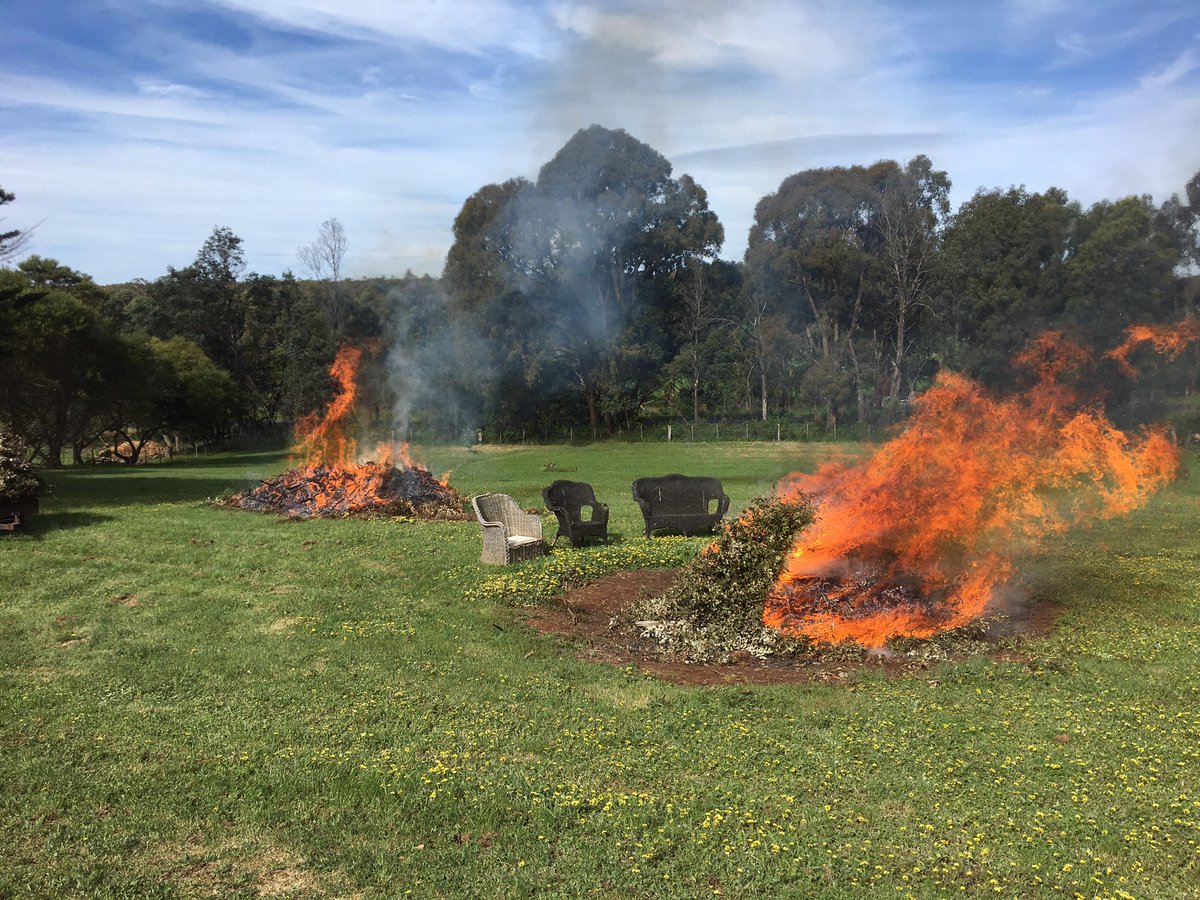 I wish I had a flail mower so that I wouldnt have to burn oak prunings. Quercus Ilex burns rather well even when green. #truffles #trufflemaintenance #blackcattruffles