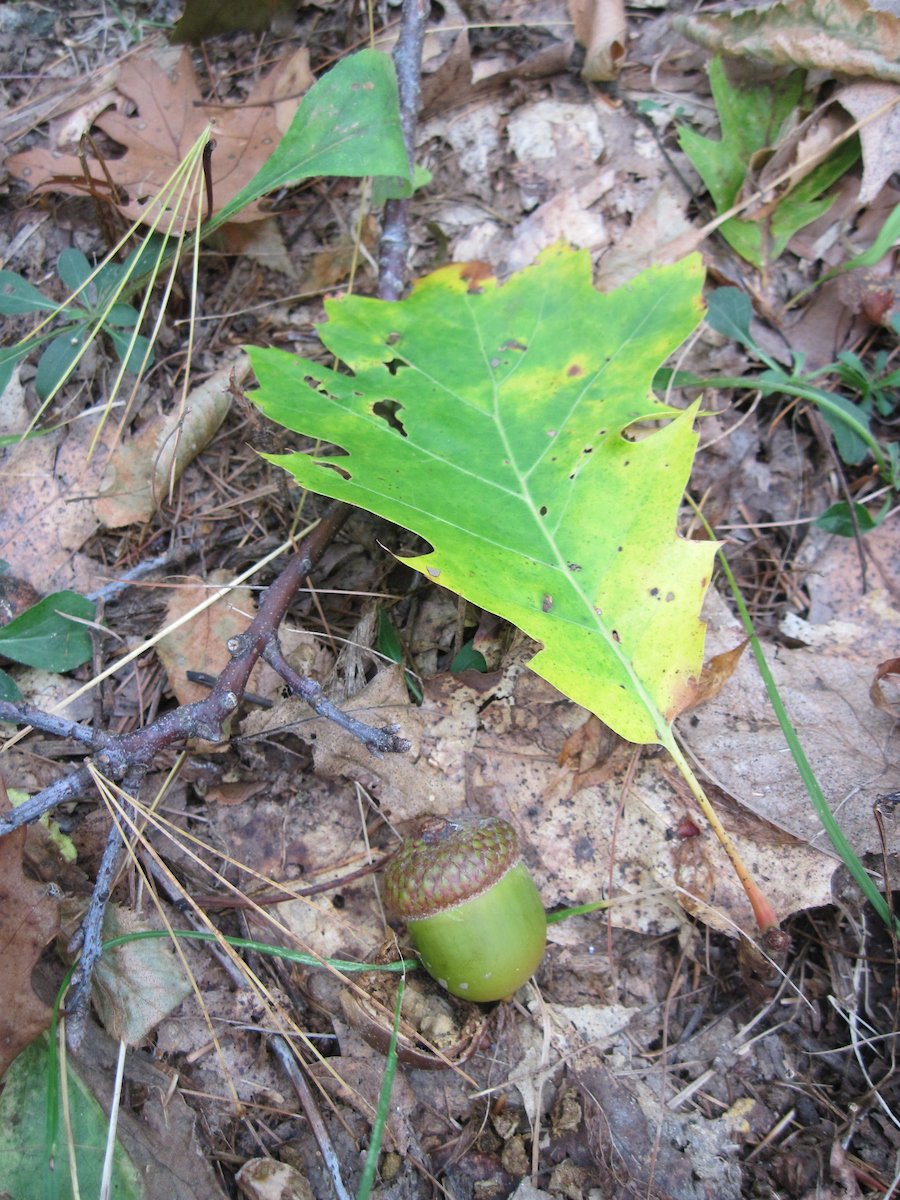 A witness tree tweet media
