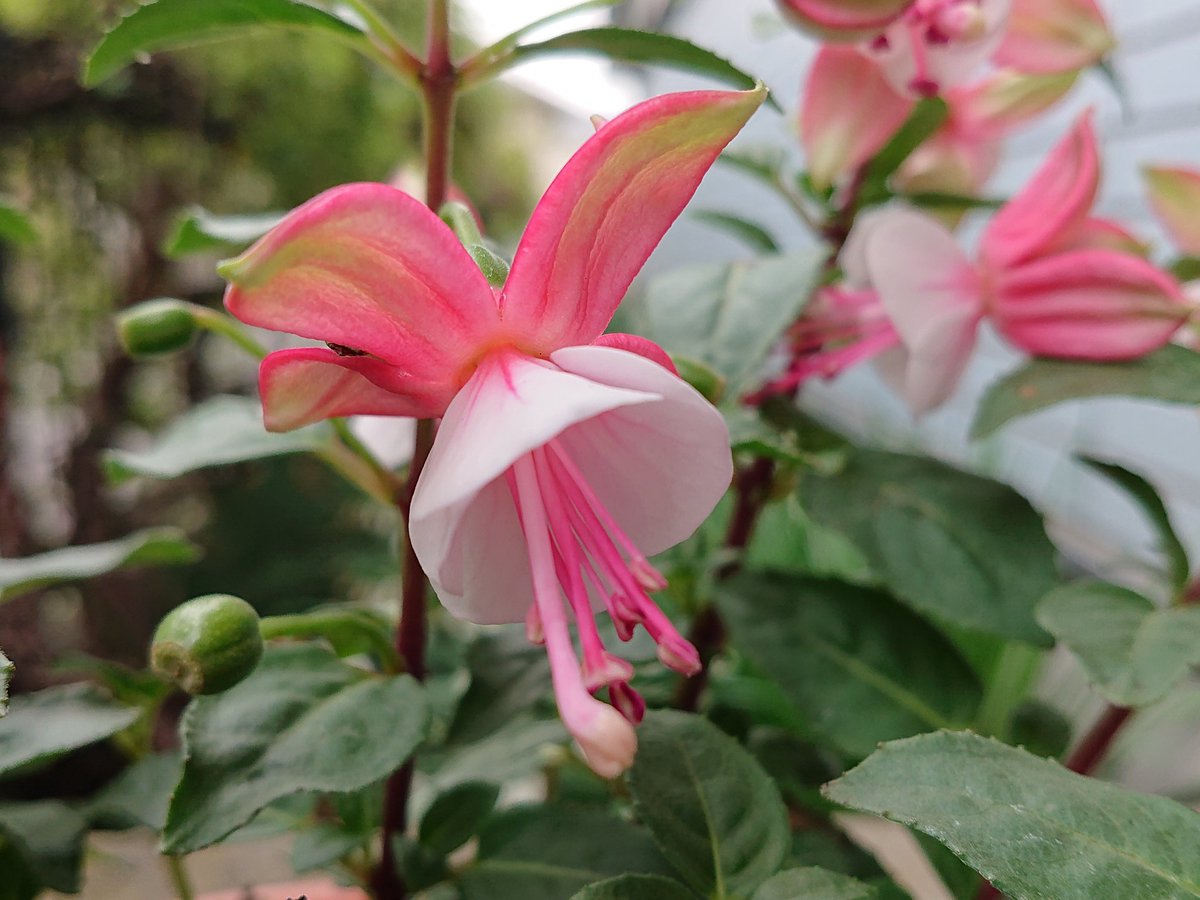 みぃ 不具合中 Ar Twitter フクシア プーニー グリーン ピンク 花 花写真 花写っと ガーデニング