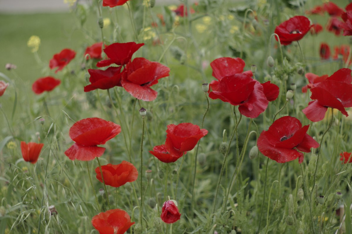 Traveling_89's tweet photo. #RemembranceDay
In #Flanders fields of red & green,
Battlefields, life & death we've seen.
#Nature of things Spiral curved Parabolic;
#Glees, #Poppies - of no specific... https://t.co/F0wcznW4BZ