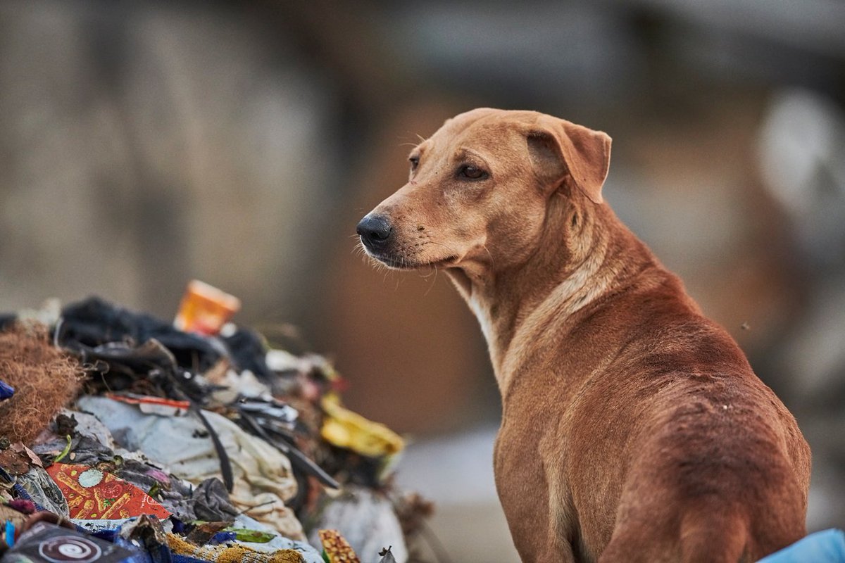 MoveTheWorldIN's tweet photo. When it comes to #dogs that freely roam the streets, people see them as pests that pose a danger to their communities. Protecting and caring for dogs is the only way to stop #rabies.
#Betterlivesfordogs #streetdogs #dogslove #carefordogs #lifeisbetterwithdogs https://t.co/5aWFo81js6