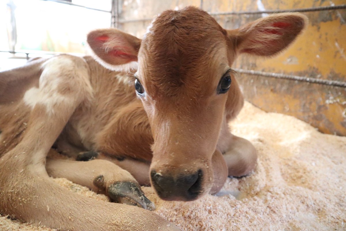 成田ゆめ牧場 בטוויטר 昨日生まれたジャージー牛の赤ちゃん お名前はシゲくん 牛舎に見に来てね 牛 子牛 赤ちゃん 可愛い 出産 牧場 動物 牛乳 ソフトクリーム ヨーグルト