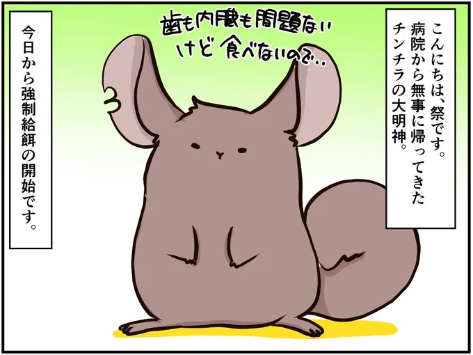 チンチライフ!最新回更新です??今回は大明神の強制給餌編～続きはURLから? #チンチラ#chinchilla#漫画が読めるハッシュタグ #エッセイ漫画 