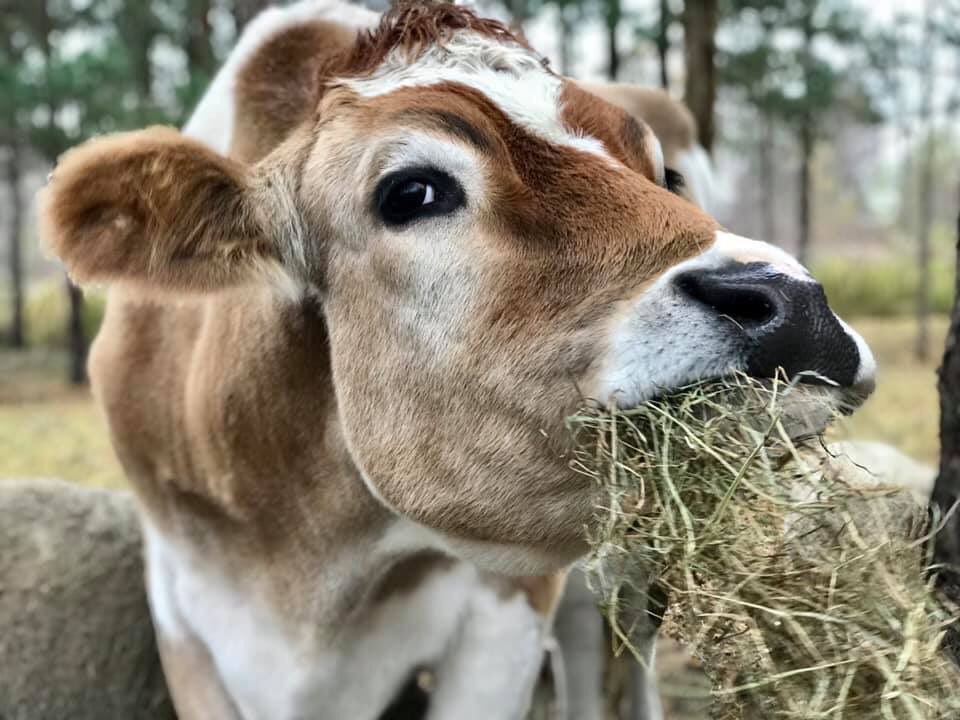 albertsupercow's tweet photo. Mom I know I’m dreamy, but must you take pics when my mouth is full? #ashasanctuary #albertthesupercow #cute #cutie #dreamy #mcdreamy #cows #friendsnotfood #bekind #bethechange #compassion #rescue #love #animals #safe #happy #loved https://t.co/KvDwErni2i