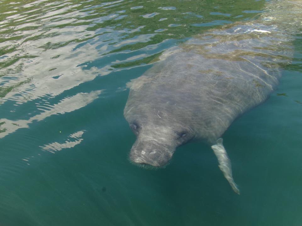 FloridaYaker's tweet photo. Fun, Exciting,and Informative! 
Blue Springs Manatee Eco tours! 
https://t.co/gMwepoFvSK https://t.co/GDJeGhmzam