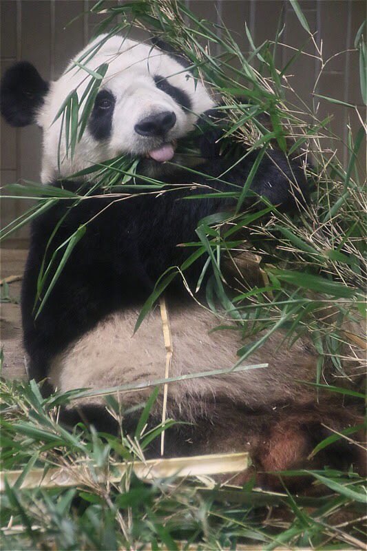 Riepanda いい男の日らしいので 舌ちらバージョン いい男の日