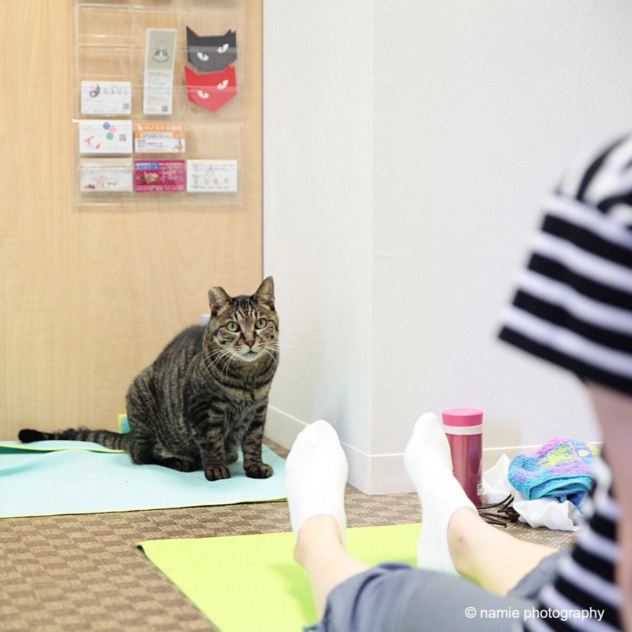 22年版 銀座でおすすめの猫カフェ2選 猫カフェナビ