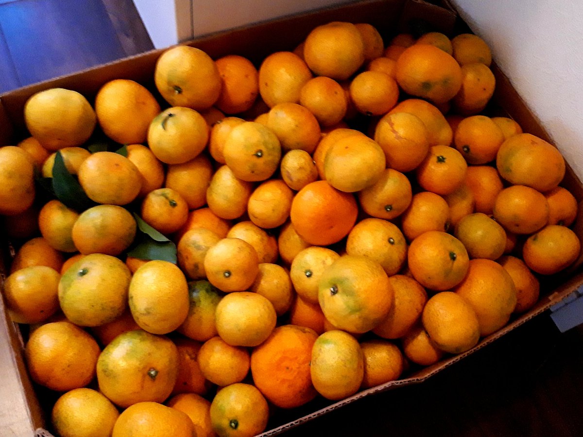 みかん大量消費