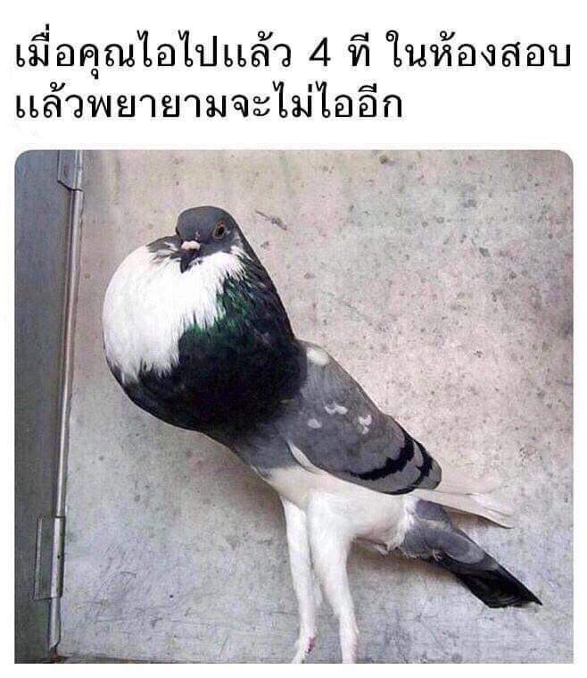 ฮลก tweet media