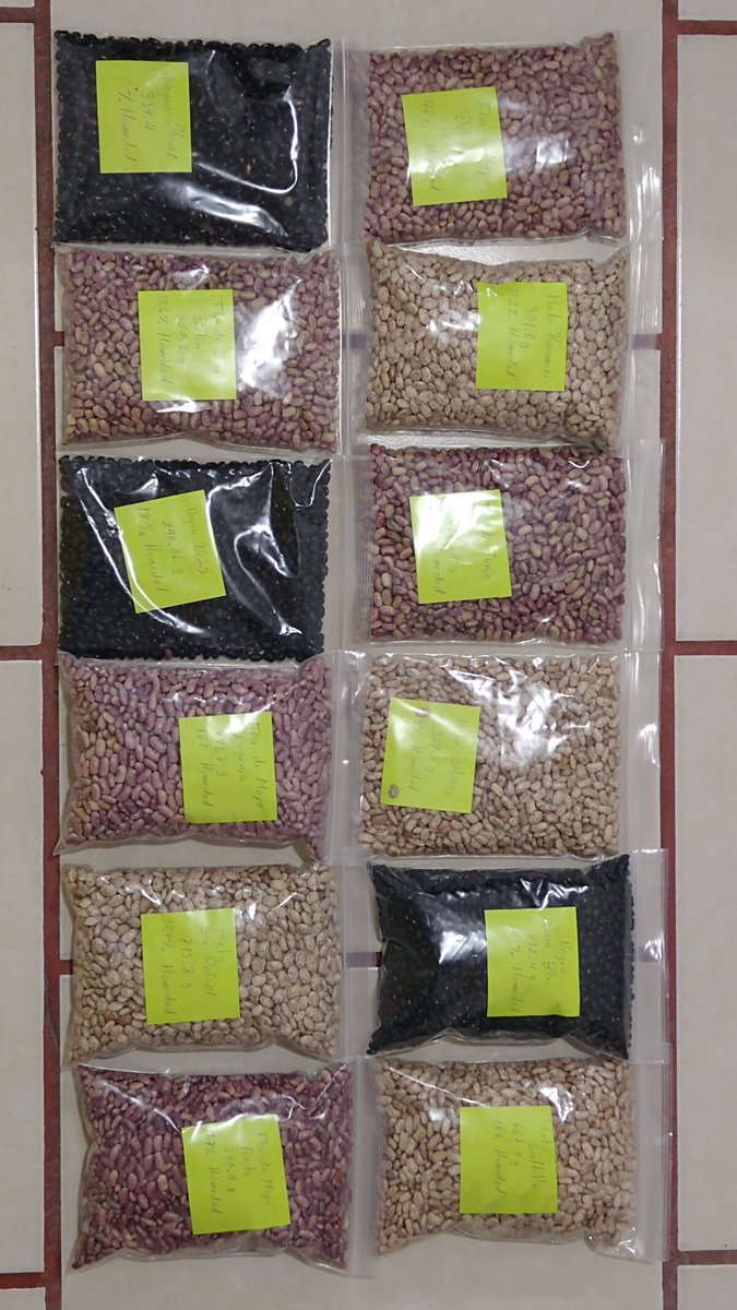 Evaluación de 12 variedades de fríjol, se establecieron en  plataforma de Investigación Cuitzeo, materiales del Dr Jorge Acosta de INIFAP <a href="/Red_InnovAC/">Helios Escobedo Cruz</a> <a href="/HubBajio/">Hub Bajío</a> <a href="/CIMMYT/">CIMMYT</a> <a href="/sgfonteyne/">Simon Fonteyne</a> <a href="/SaldiviaAbel/">Abel Saldivia</a> con muy baja precipitación hay diferencia en rendimiento aún que no los esperaddos