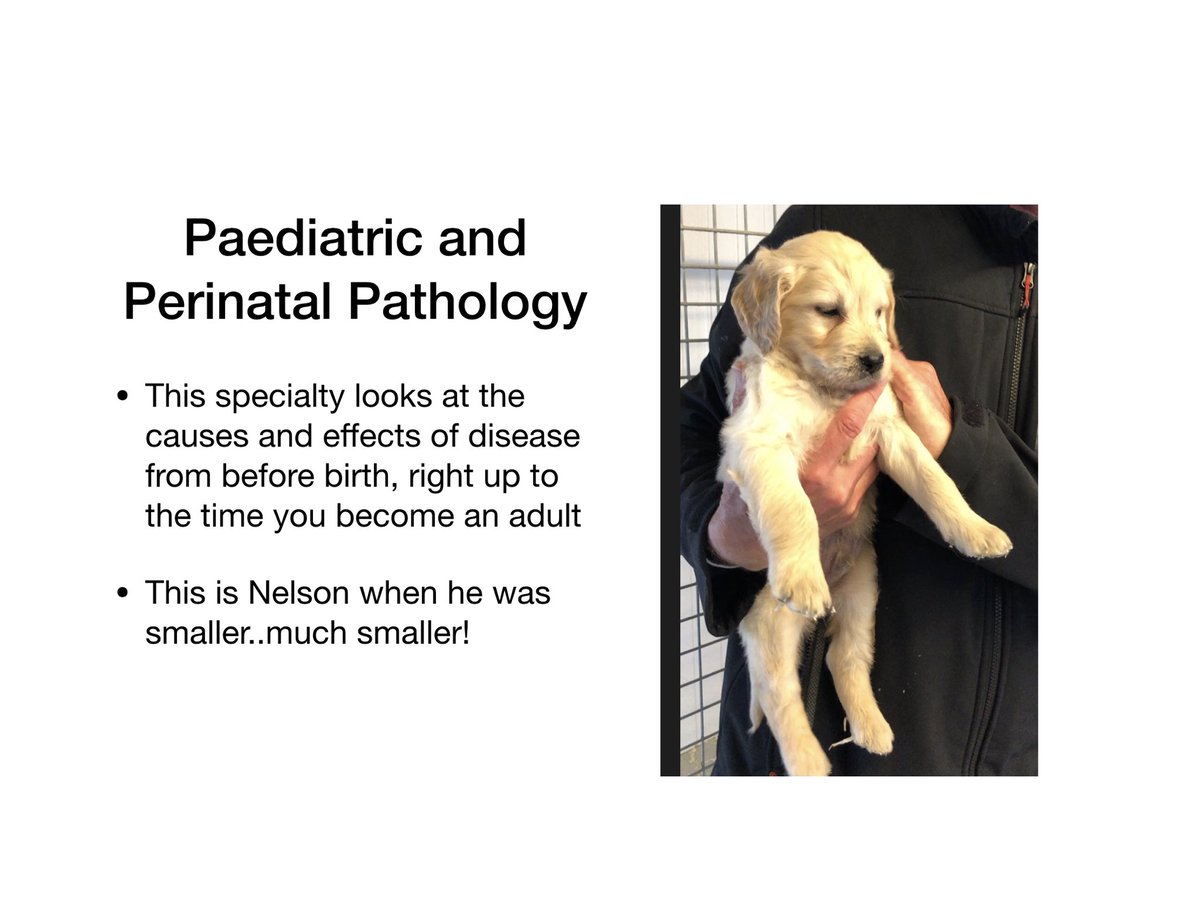 JoMartin_path's tweet photo. And number two of the seventeen (dont forget the veterinary pathologists) in #Nelsonspathologyweek...@RCPath #Pathologyweek https://t.co/kImcjyht0h