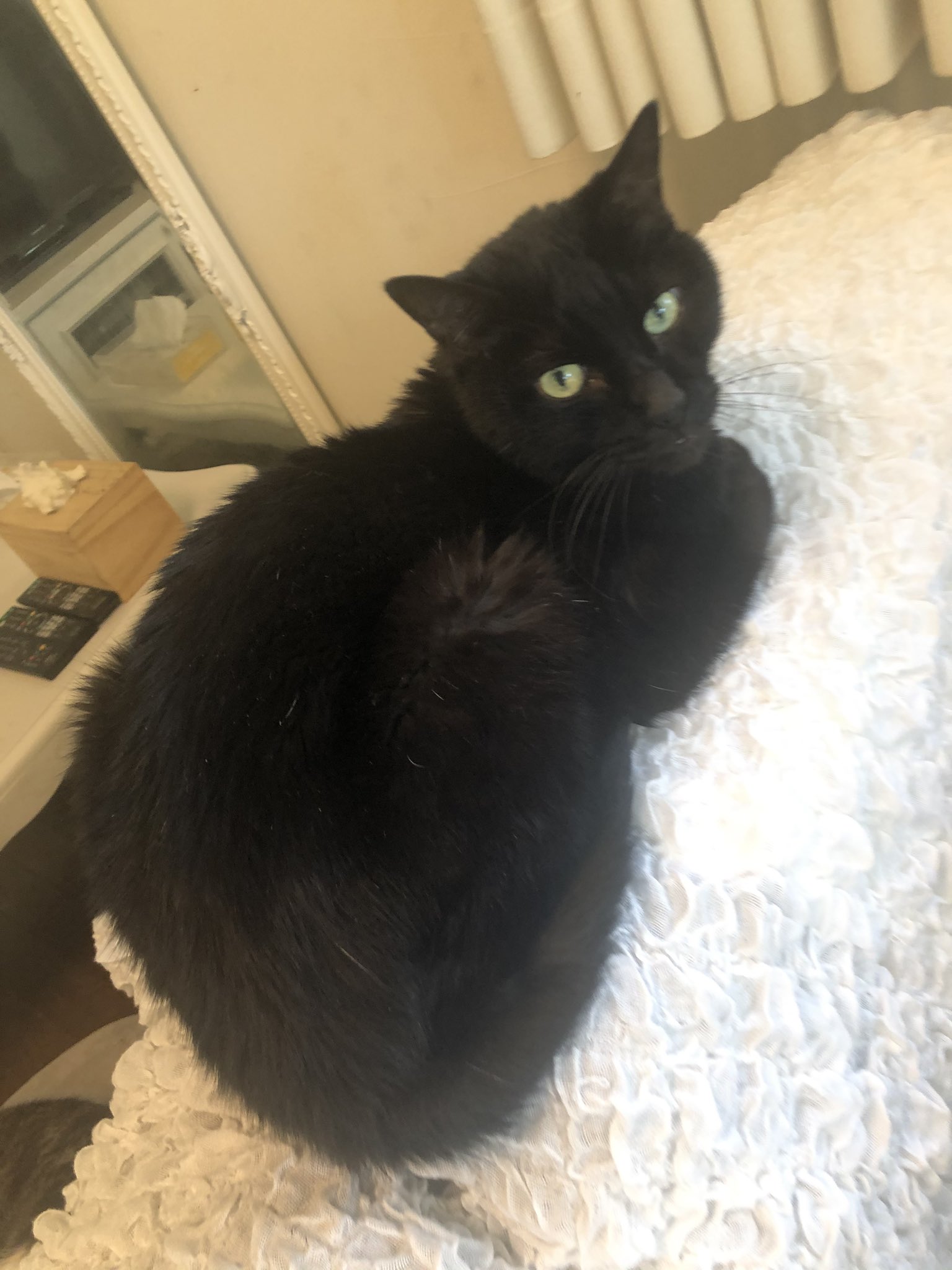周年の中川翔子 猫の名前って難しいよねぇ ルナはすでにいるのです 黒猫でふわふわな男の子 名前どうしようか果てしなく悩んでます T Co Cit6iwaw25 Twitter