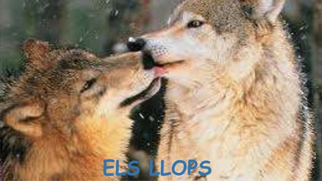 JquerolP's tweet photo. El llop és el meu animal preferit #cfacastelldefelscompetic https://t.co/anqFzOgNLB