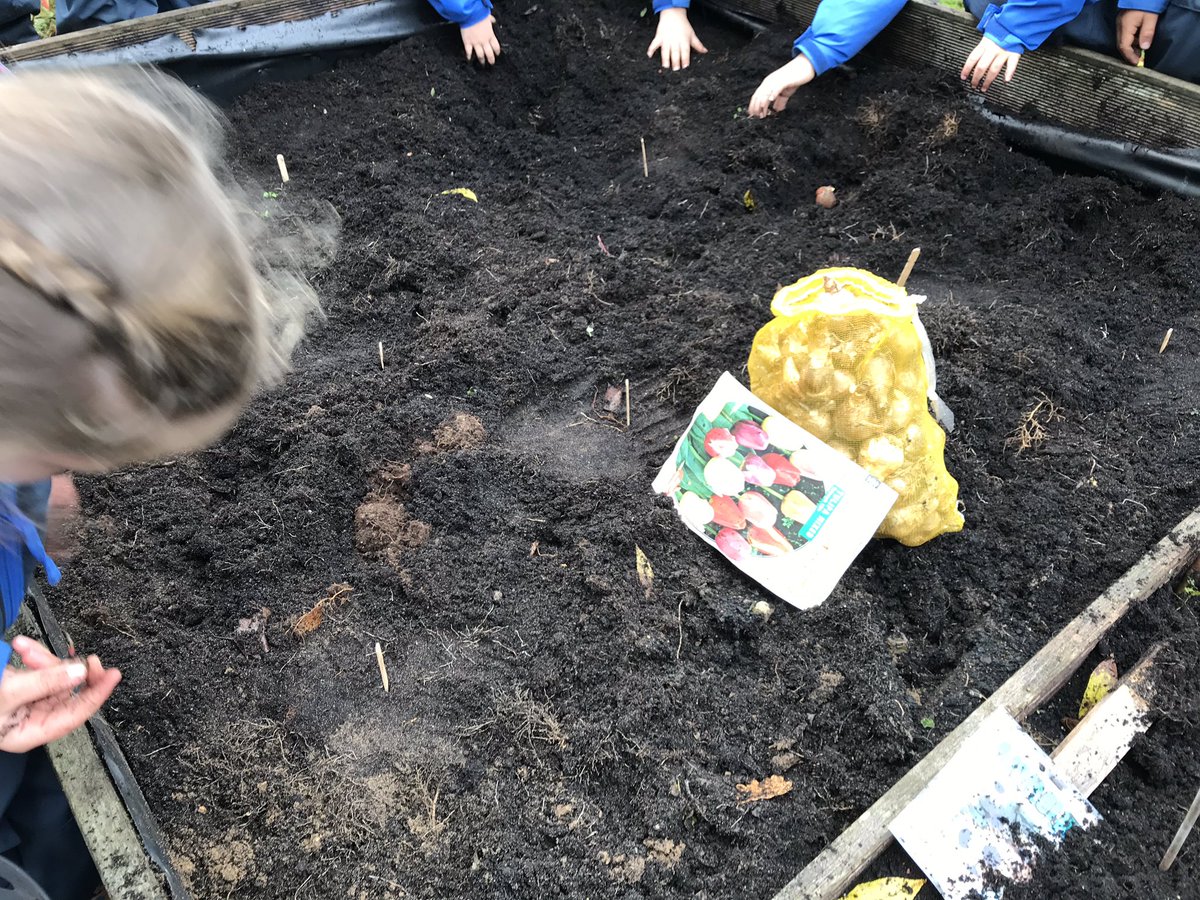 Dirty hands!!! Prep prepared the high beds and planted spring flower bulbs. Making sure the bulbs sit the right way in the ground. <a href="/isdedu/">International School of Düsseldorf</a> <a href="/OLEISD/">ISD Outdoor Learning</a> #prep