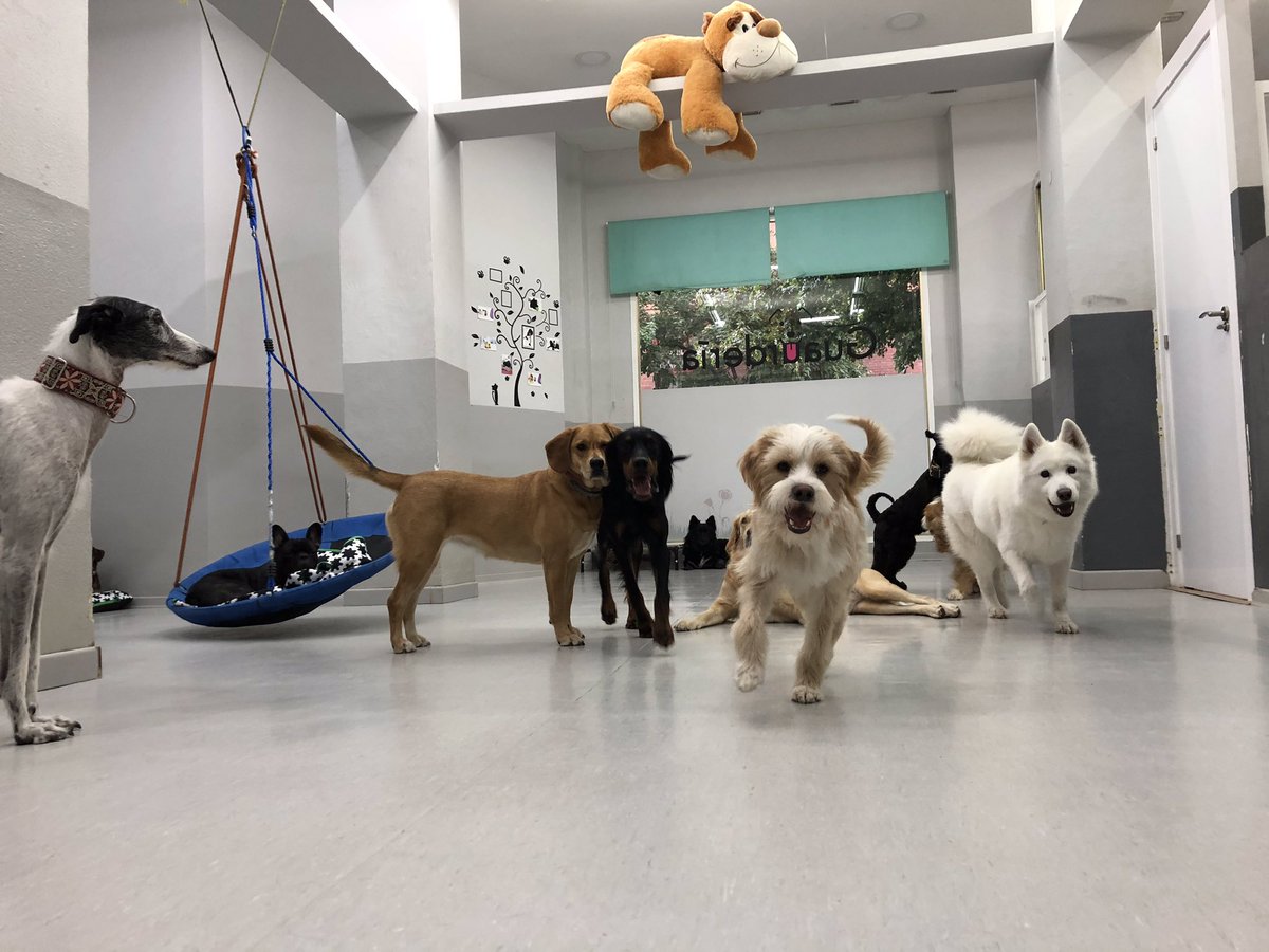 guaurderia's tweet photo. Todos a por el #martes !!! Que tengáis #muybuendia #amantesdelosperros 🐶🐶 https://t.co/bb6ta9WZZW