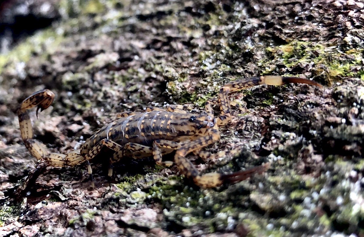沖縄時事出版 野生のサソリ発見 昆虫調査で多良間島へ 専門の先生とのフィールドワークでヤエヤマサソリやマダラサソリ 多良間島にしかいないタラマハヤシウマにも出会えました 沖縄時事出版 野生のサソリ発見 昆虫調査で多良間島へ 専門の先生とのフィールドワークでヤエヤマサソリやマダラサソリ 多良間島にしかいないタラマハヤシウマにも出会えました