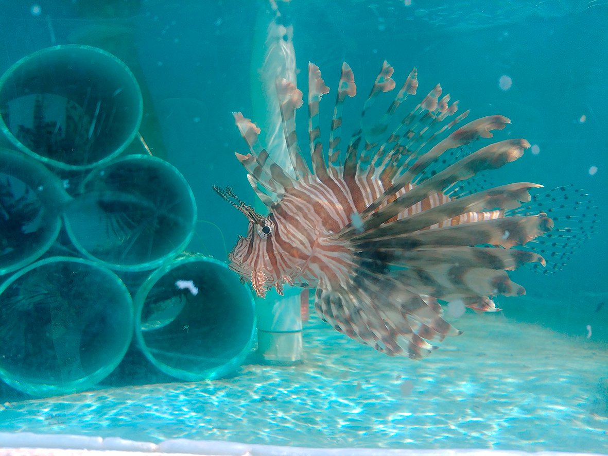 J_Exp_Biol's tweet photo. https://t.co/mR0InkMhcO
This month's Editors' Choice paper is 'An appetite for #invasion: #digestivephysiology, #thermalperformance and food intake in #lionfish (Pterois spp.)' by @claysteell
 and colleagues https://t.co/a3E0D7Slya