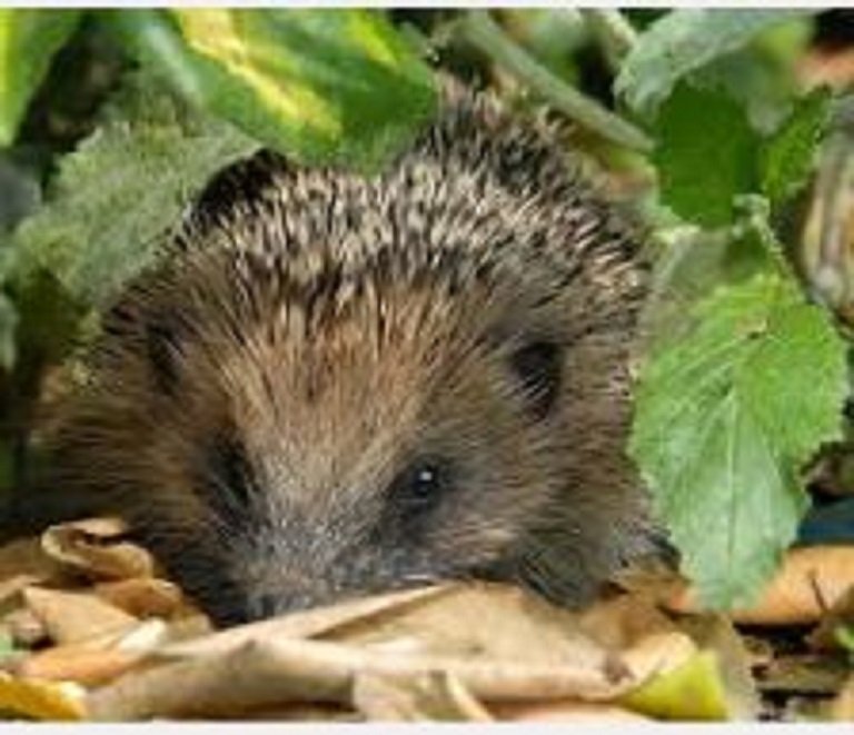 Natural England NE tweet media