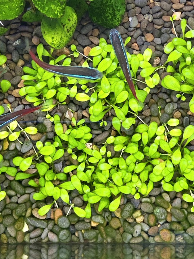 グロッソスティグマの枯れないコツ 水草絨毯の作り方 アクアリウムを楽しもう