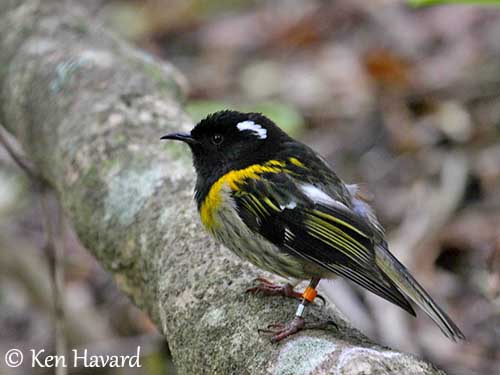 if anyone has a spare second to vote for hihi (stitchbird) as bird of the year @OfficialZSL @ZSLScience have been involved with its conservation for many years and it would help raise the profile of such a lovely little bird ✨ birdoftheyear.org.nz