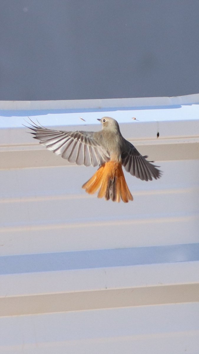 A few more from Portugal last week