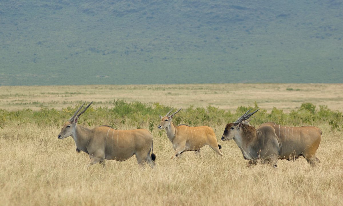The eland is the largest member of the antelope family. Males can easily top 1,000 pounds. Its size, torso-stripes, spinal crest, dewlap, and spiral-horns make it an easy ID.

This group of three was part of a larger herd that we approached while on safari in Tanzania.