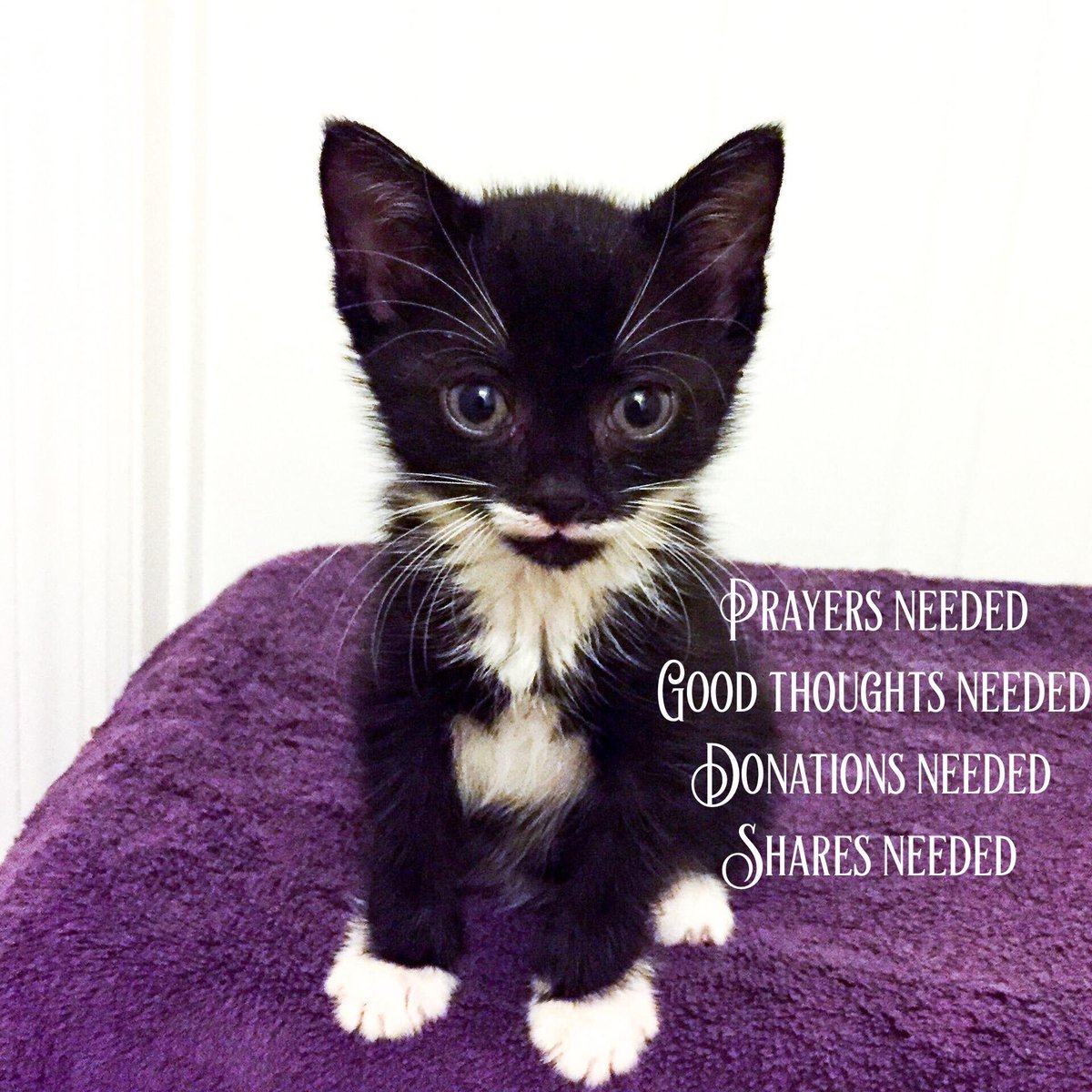 CHARLIE UPDATE

Baby Charlie is in critical condition at Animal Hospital Surgical Center under the care of Dr. Tomas Infernuso. Charlie’s case is very complicated for several reasons. To read more to go our FB page!