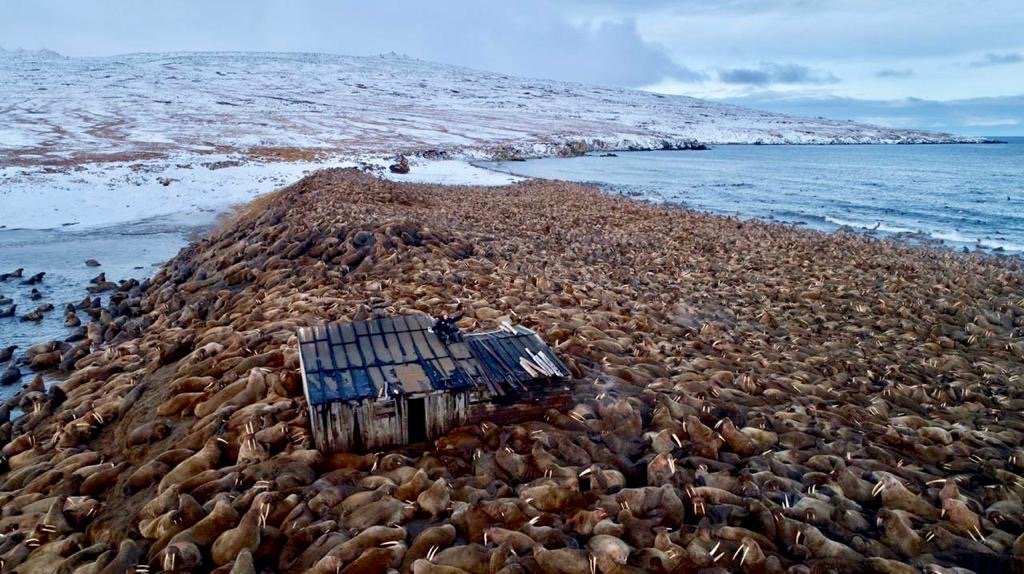 PatMacEvans's tweet photo. #SevenWorldsOnePlanet Maxim on the roof of his #walrus hut this autumn https://t.co/CPBenR9WEk